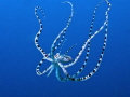   Mimic octopus  
